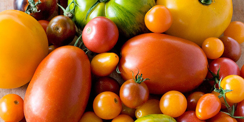 Haalbaarheidsstudie sla-, tomaten- en paprika- en komkommerteelt in Toronto, Canada